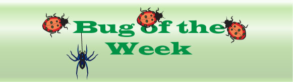 Bug of the Week