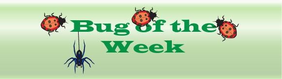 Bug-of-the-week