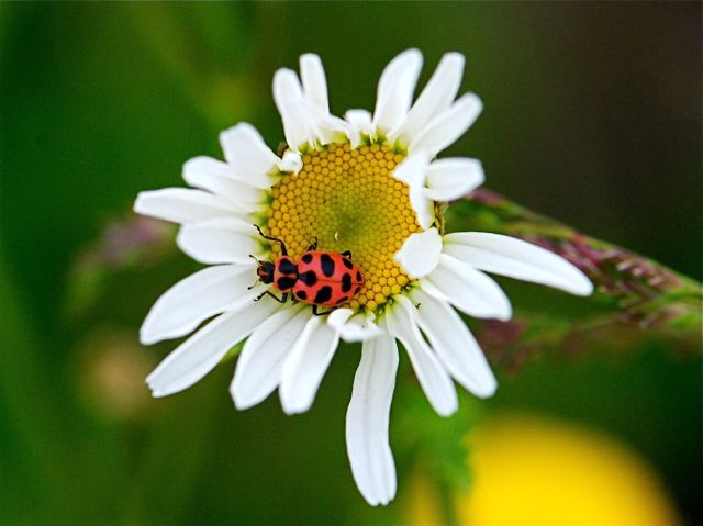Coleomegilla-maculata1