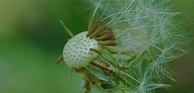 dandelion-seed dandelion-seed