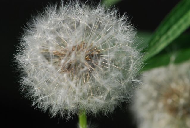 dandelion-top dandelion-top