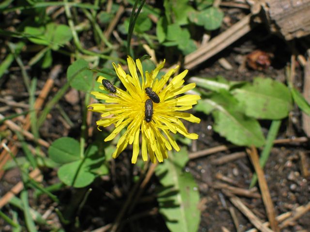 dandelion dandelion