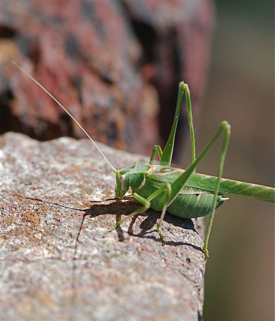 katydid1