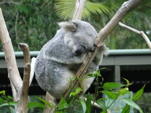 koala