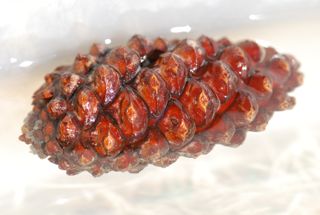 pinecone-wet