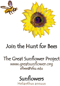 Seed-packet-front-Great-Sunflower