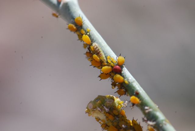 flower-fly-larva