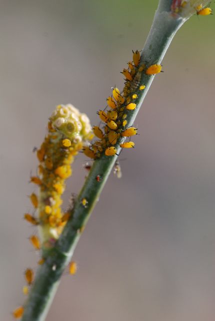 flower-fly-larva1