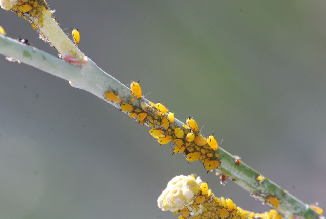 flower-fly-larva2