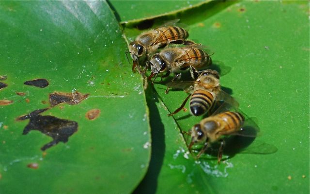 honey-bees