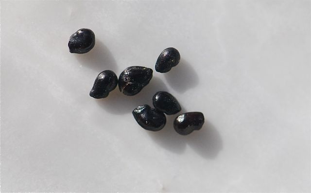 mystery-seed-12 mystery-seed-12