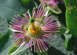 passiflora-flower