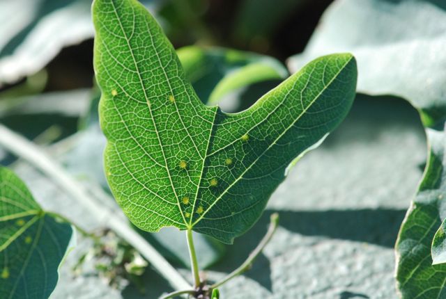 passionvine-leaf