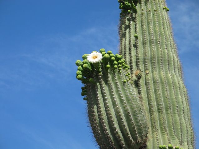 saguaro-flower saguaro-flower