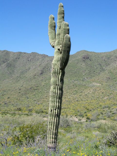 saguaro1 saguaro1