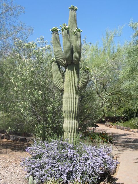 saguaro2 saguaro2