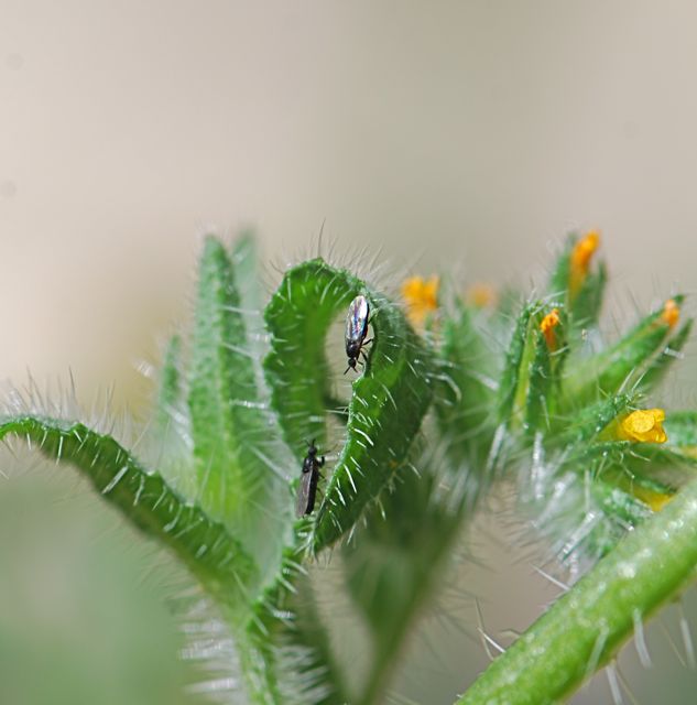 flies in houseplant compost