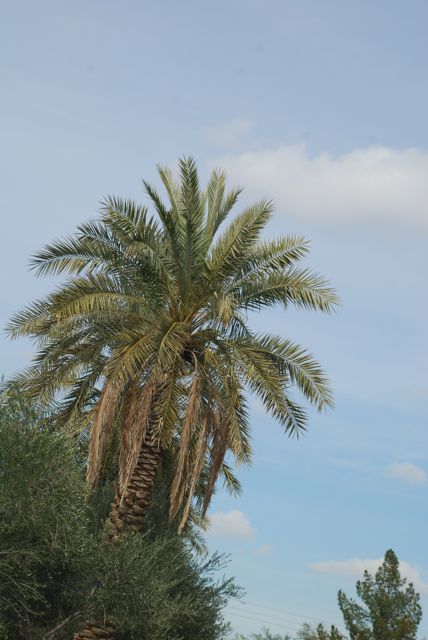 dates palm. is the date palm.