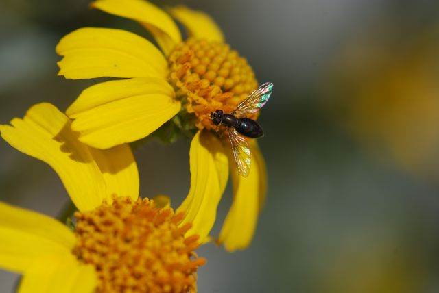 flower-fly-march