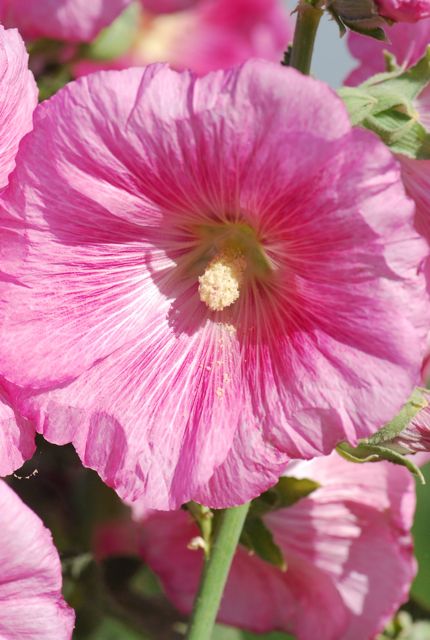 hollyhock1