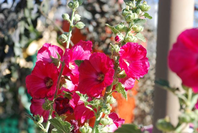 hollyhocks2
