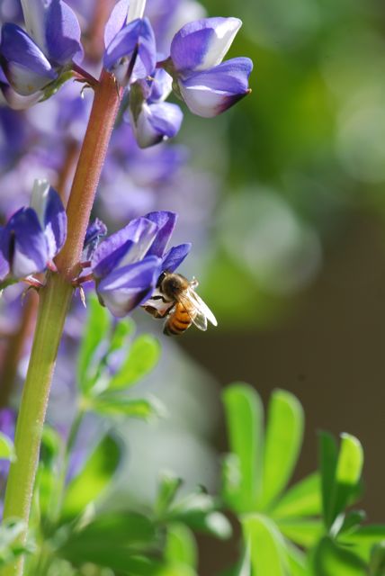 honey-bee23