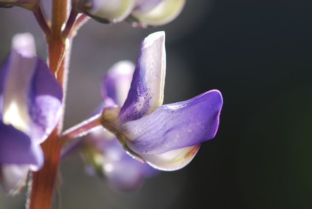 lupine1