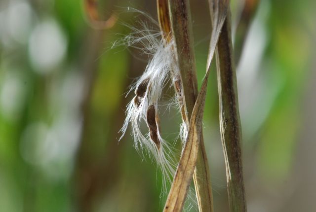 mystery-seed-17 mystery-seed-17