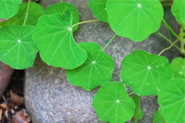 nasturium-leaves