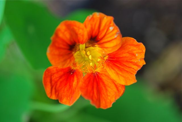 nasturium11