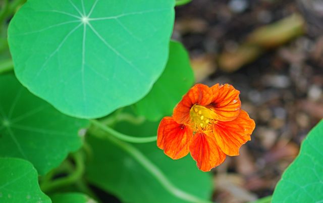 nasturium12