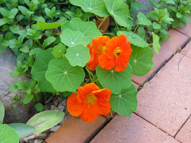 nastursiums
