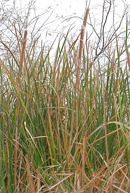cattail-clump