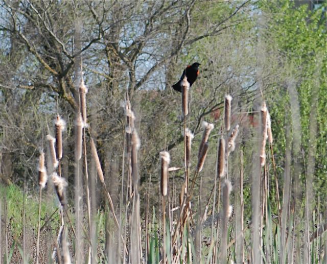 cattail-redwing