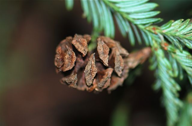 cone2
