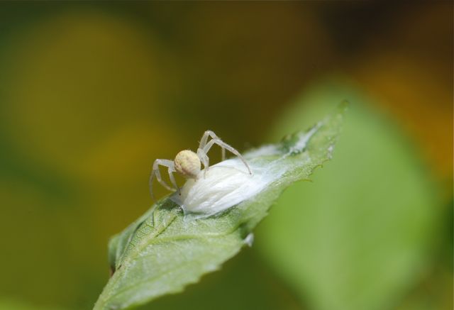 crab-spider-1 crab-spider-1