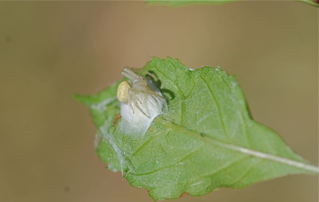 crab-spider-2 crab-spider-2