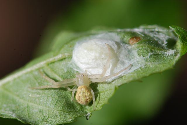 crab-spider-3 crab-spider-3