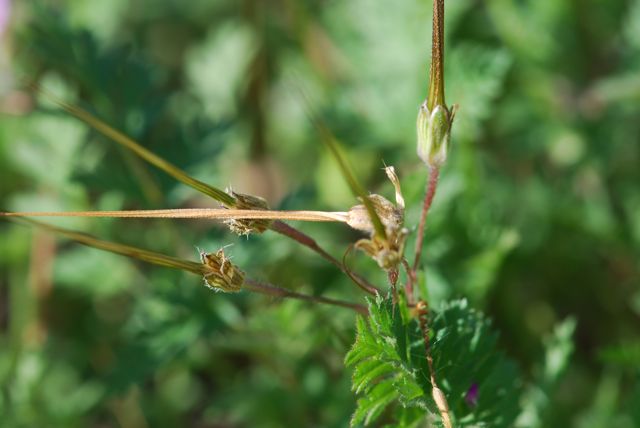filaree-seedpod-dried filaree-seedpod-dried