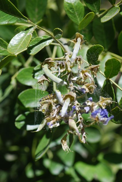 genista1