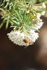 honey-bee honey-bee