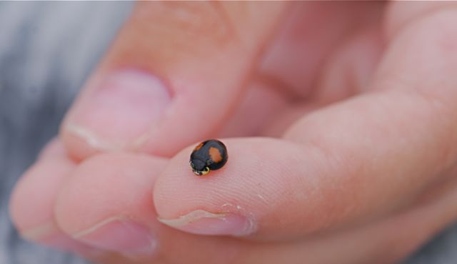 lady-beetle-1 lady-beetle-1