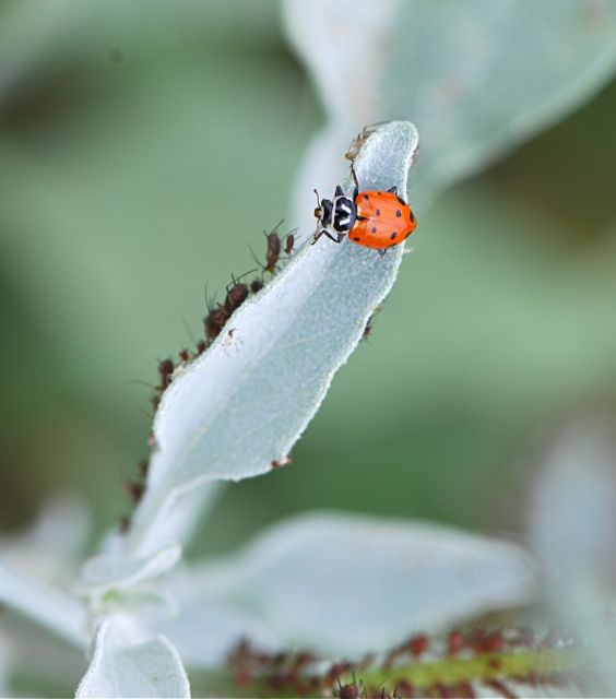 lady-beetle-2 lady-beetle-2