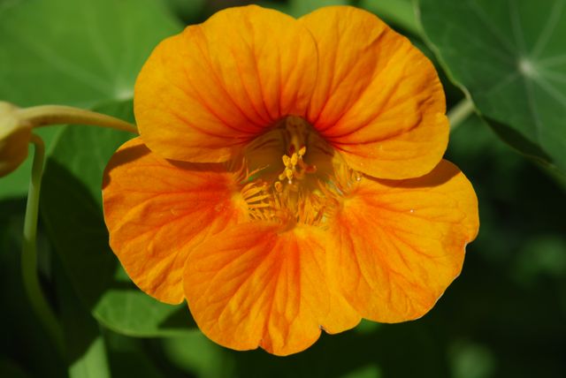 nasturium nasturium