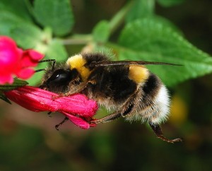 Bumblebee Bumblebee