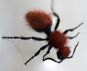 Velvet_Ant Velvet_Ant