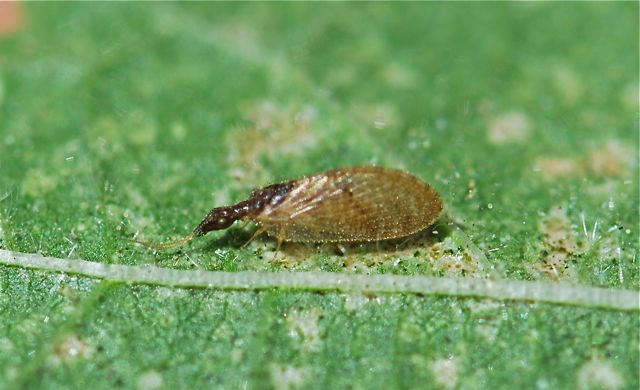 brown-lacewing2