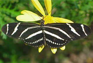butterfly