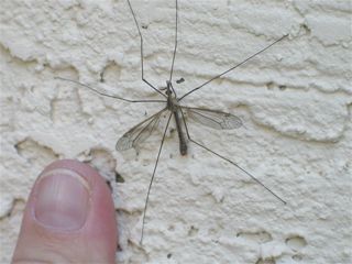crane-fly