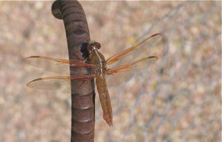 dragonfly